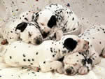 Les petits chien jouent à se mordiller !!!