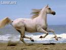 cheval   blanc